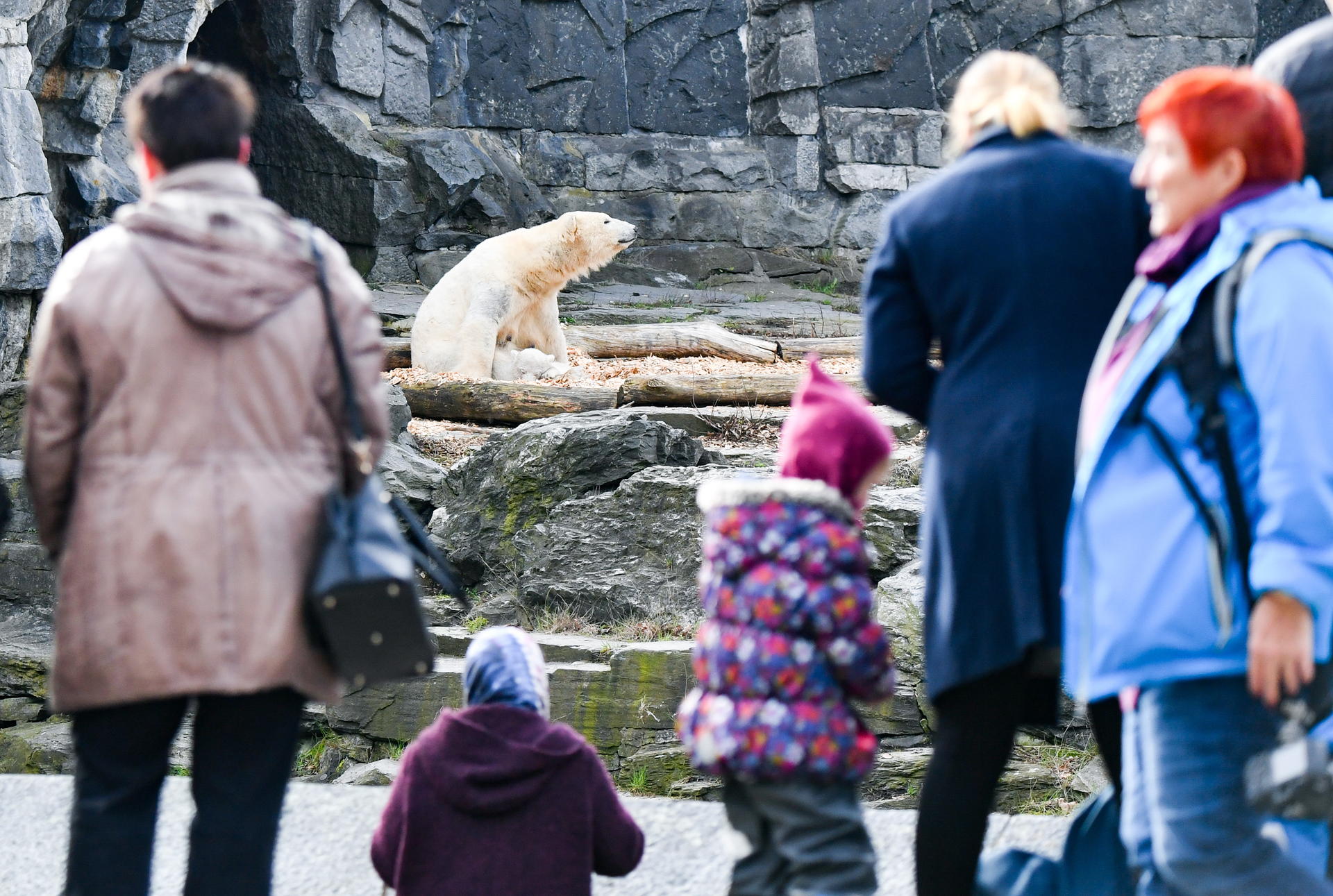 Die kleine Eisbärin Hertha kuschelt mit ihrer Mutter Tonja im Tierpark Berlin. 