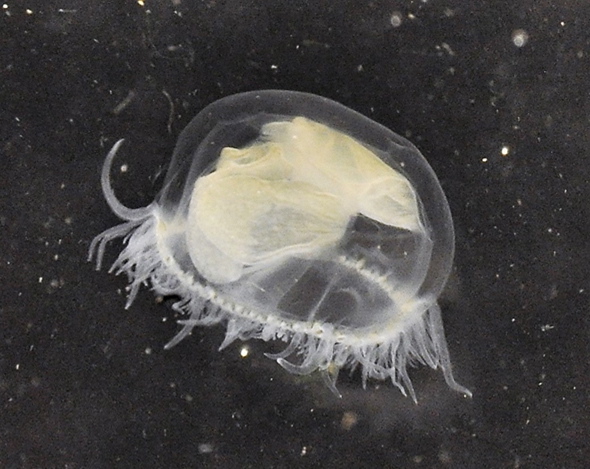 Süßwasserqualle Craspedacusta sowerbii.