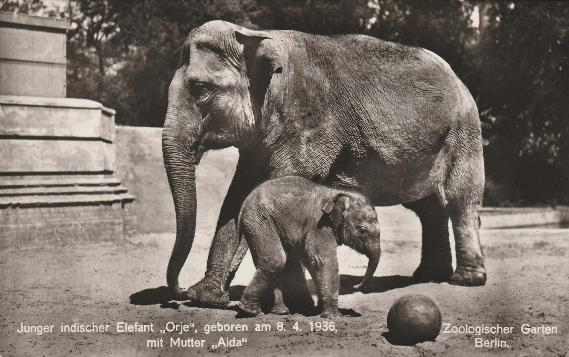 175 Jahre Zoo Berlin: Die Tier-Legenden des ältesten Tiergartens