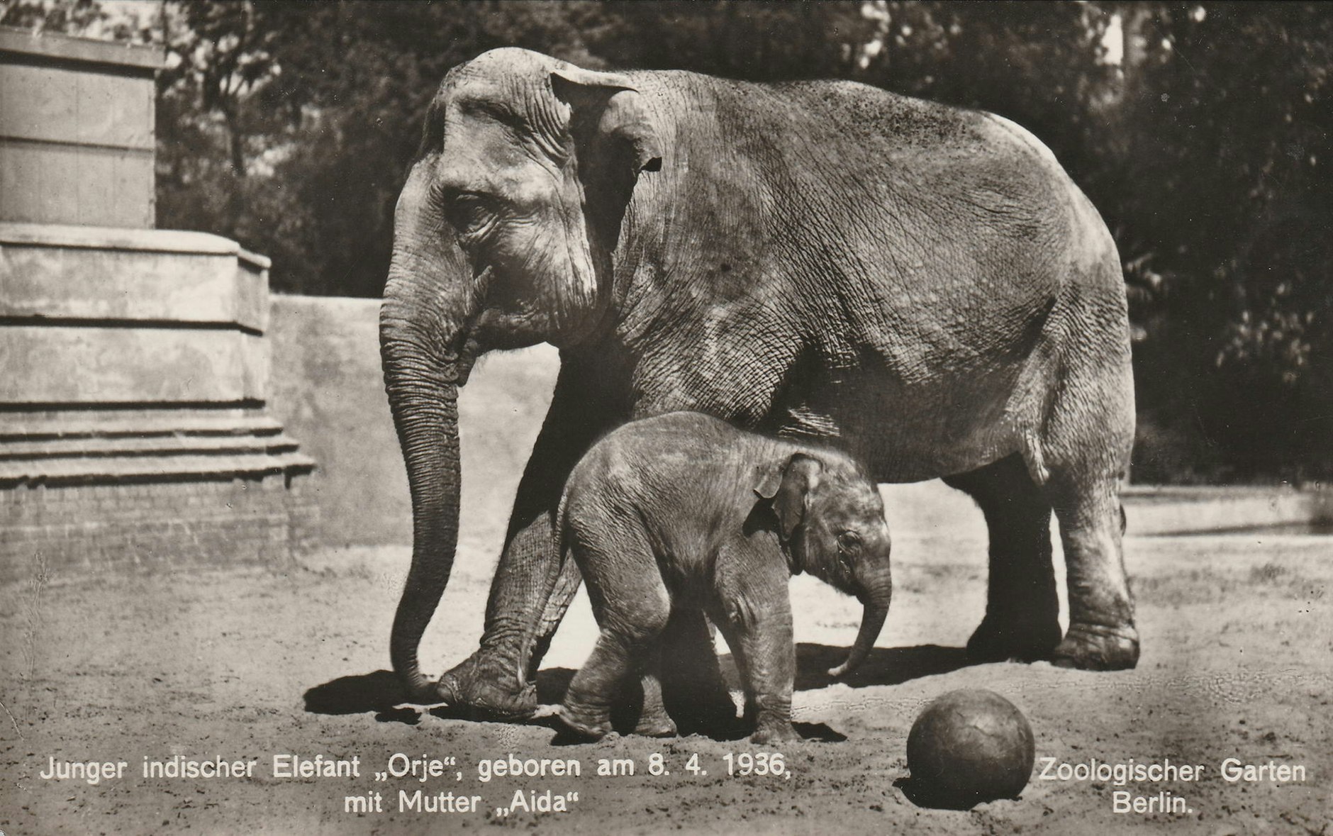 Welches Tier Kann Am ältesten Werden www.berliner-kurier.de