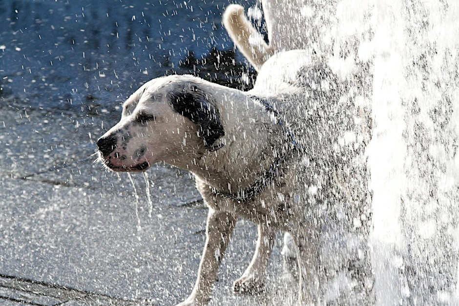 Bei den Temperaturen der kommenden Tage brauchen auch Vierbeiner Abkühlung.