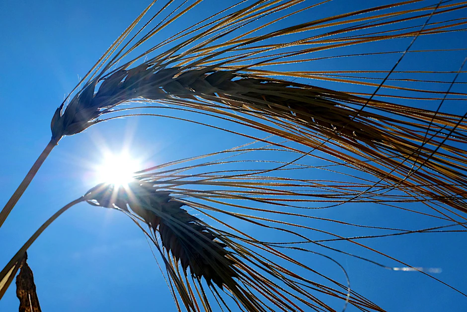 Hitze aus der Sahara dringt bis in unsere Region.
