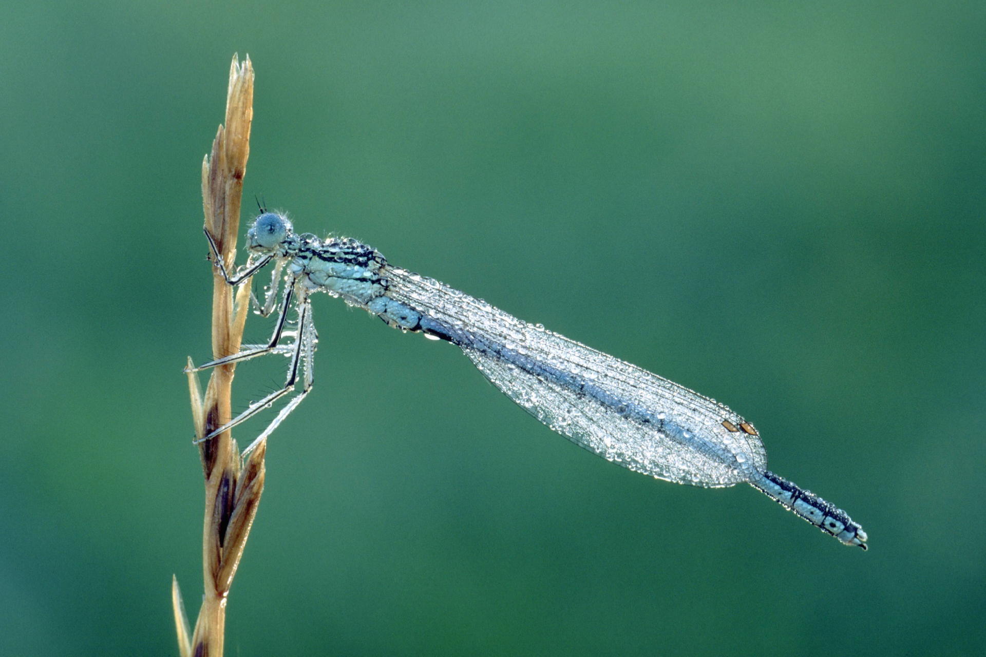 Die Larven von Libellen sehen gruselig aus, doch am Ende werden daraus wunderschöne Tiere.