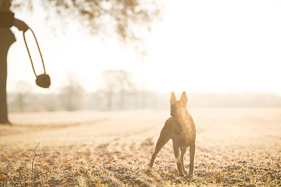 Oftmals wird die Gefahr von Hunden für Kleinkinder unterschätzt (Symboldbild).