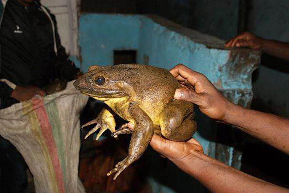 Ein ausgewachsener Goliathfrosch. Goliathfrösche, die über drei Kilo auf die Waage bringen können, sind besonders fürsorgliche Eltern. Sie bauen aus schweren Steinen kleine, schützende Felstümpel an Flussufern, bevor sie laichen. 