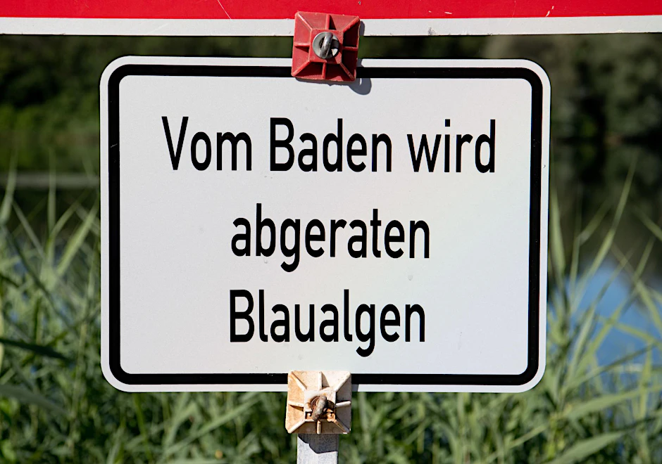 Symbolbild Blaualgen