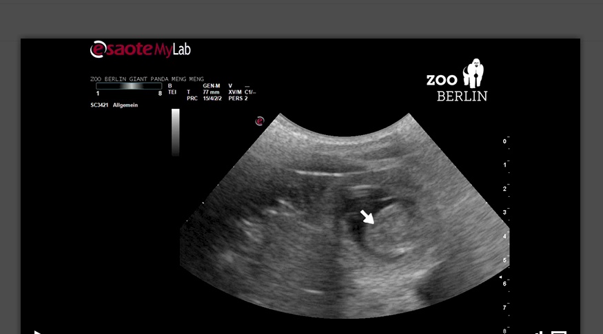 Das aktuelle Ultraschallbild zeigt den Herzschlag des Panda-Babys (Pfeil).