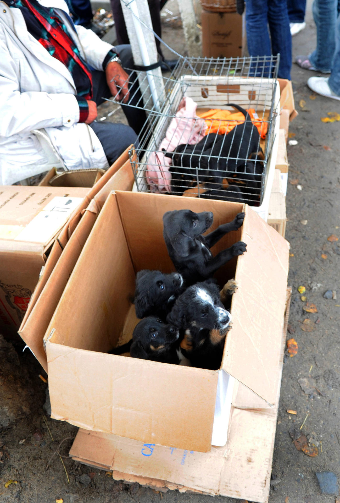 Auf polnischen Märkten werden Hundewelpen aus Kisten verkauft. Die Tiere leiden, bekommen meist keine Impfungen.