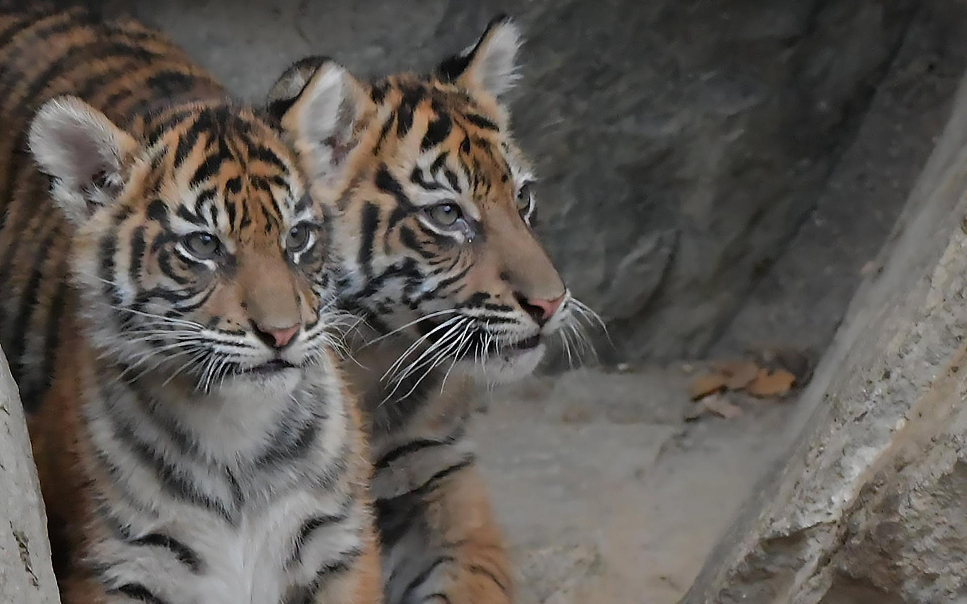 Zwei der vier am 4. August geborenen Sumatra-Tiger erkunden erstmals die Außenanlage am Alfred-Brehm-Haus im Tierpark. Auch sie werden in der neuen Regenwaldwelt zu sehen sein. 