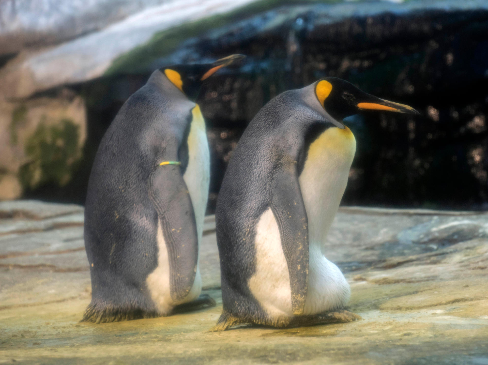 Schwules Pinguinpärchen im Tierpark Berlin brüten Pinguin-Ei aus.