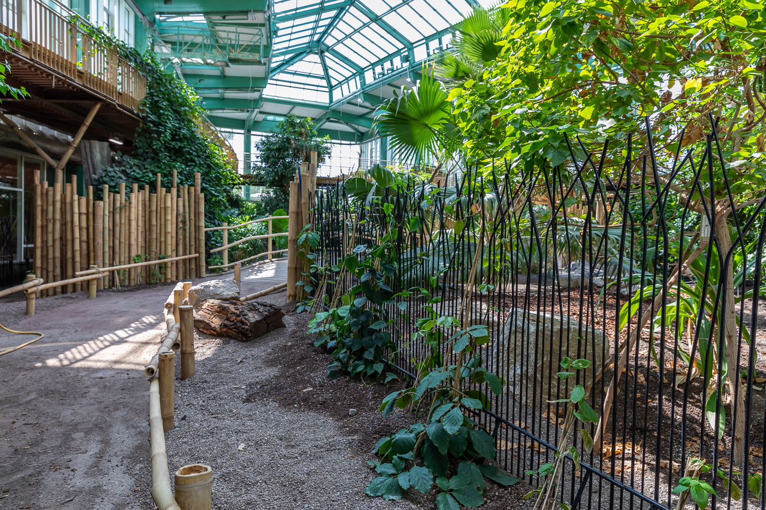 Tierpark Berlin: Auf diesem Pfad laufen Besucher durch den Regenwald.