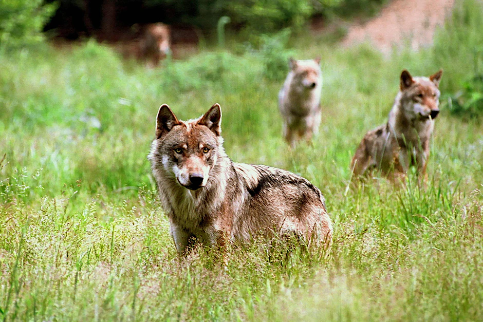 Wieder da: In Brandenburg leben derzeit rund 300 Wölfe. Das land gibt jetzt mehr Geld für den Schutz aus. 