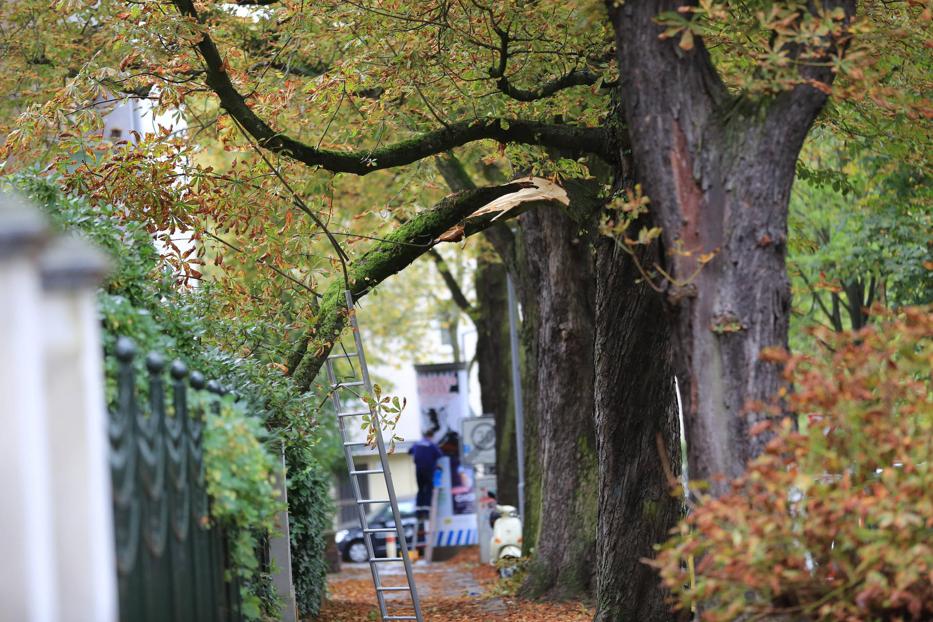 Image - Das Leiden der Berliner Straßenbäume: Wetter ist zu heiß und zu trocken