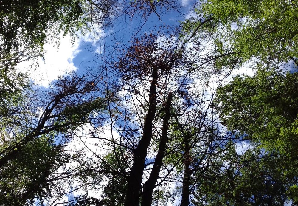 Image - Sanssouci in Potsdam: Bäume sterben durch Dürre, Hitze und Schädlinge