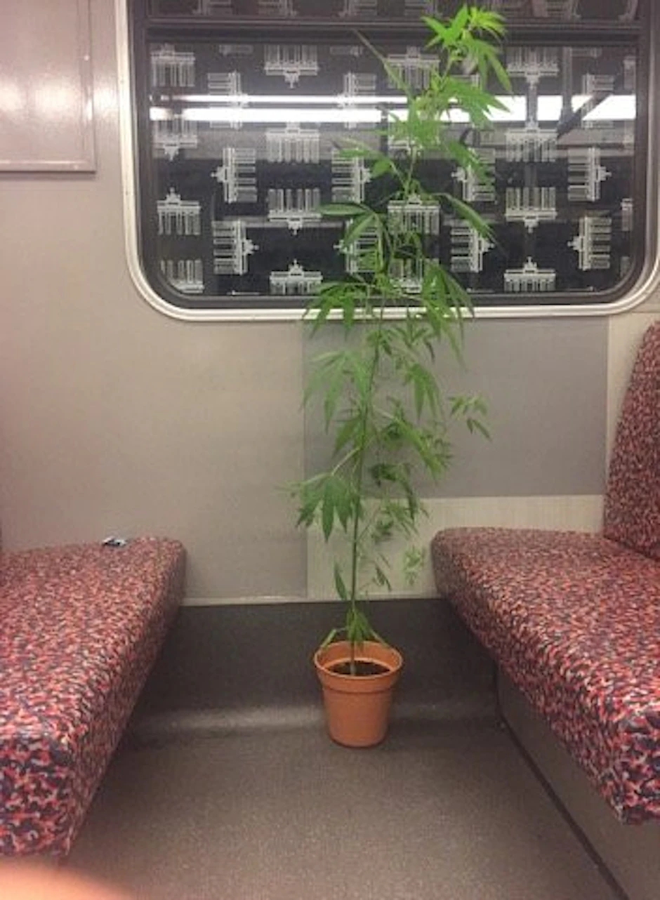 Die einsame Hanfpflanze in einem U-Bahn-Waggon in Berlin.