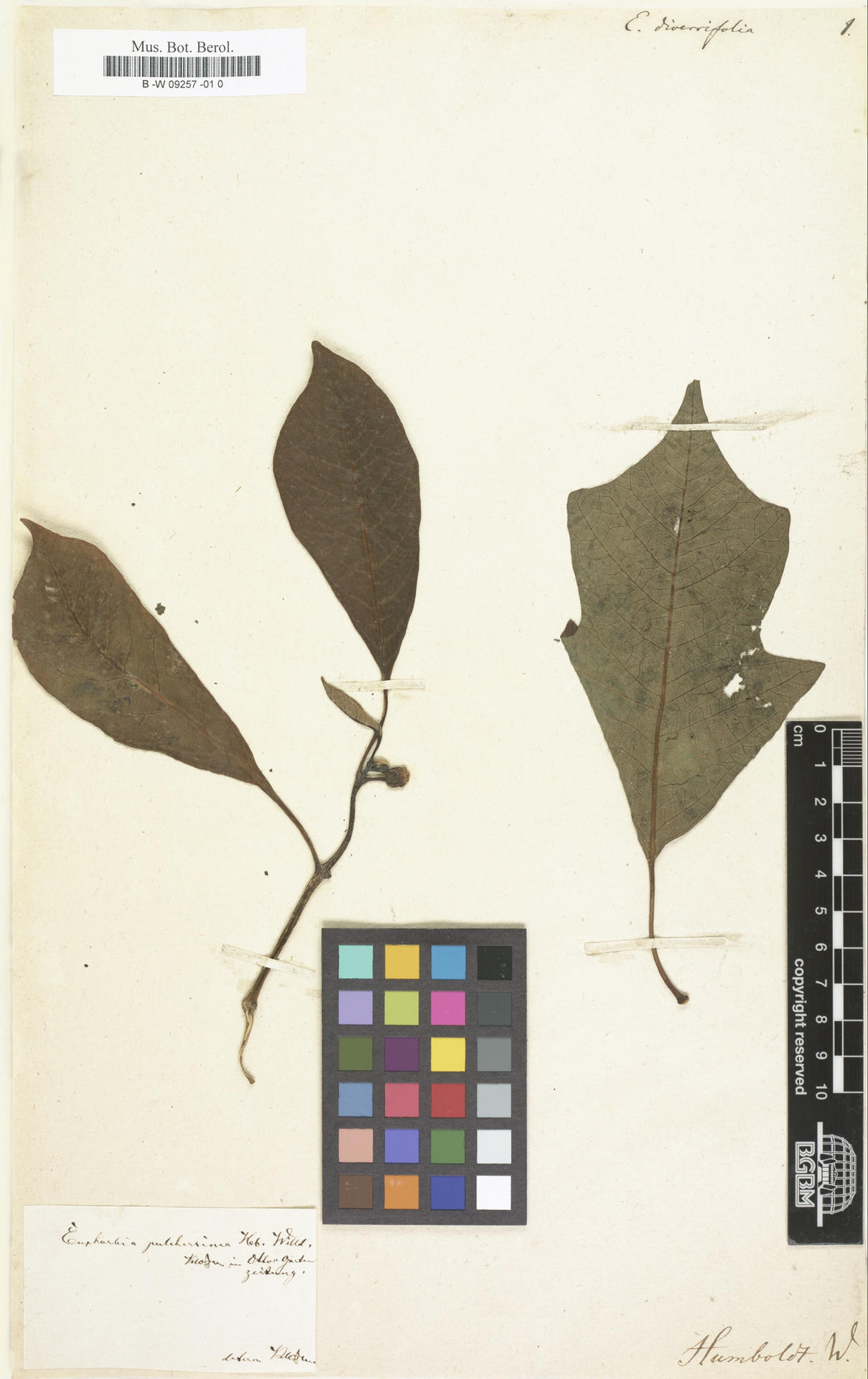 Weihnachtsstern, Humboldt-Bonpland-Exemplar von 1803.