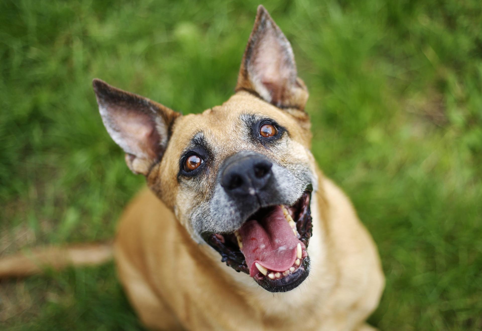 Image - Viper (12) : Berlin trauert um einen Tierheim-Hund