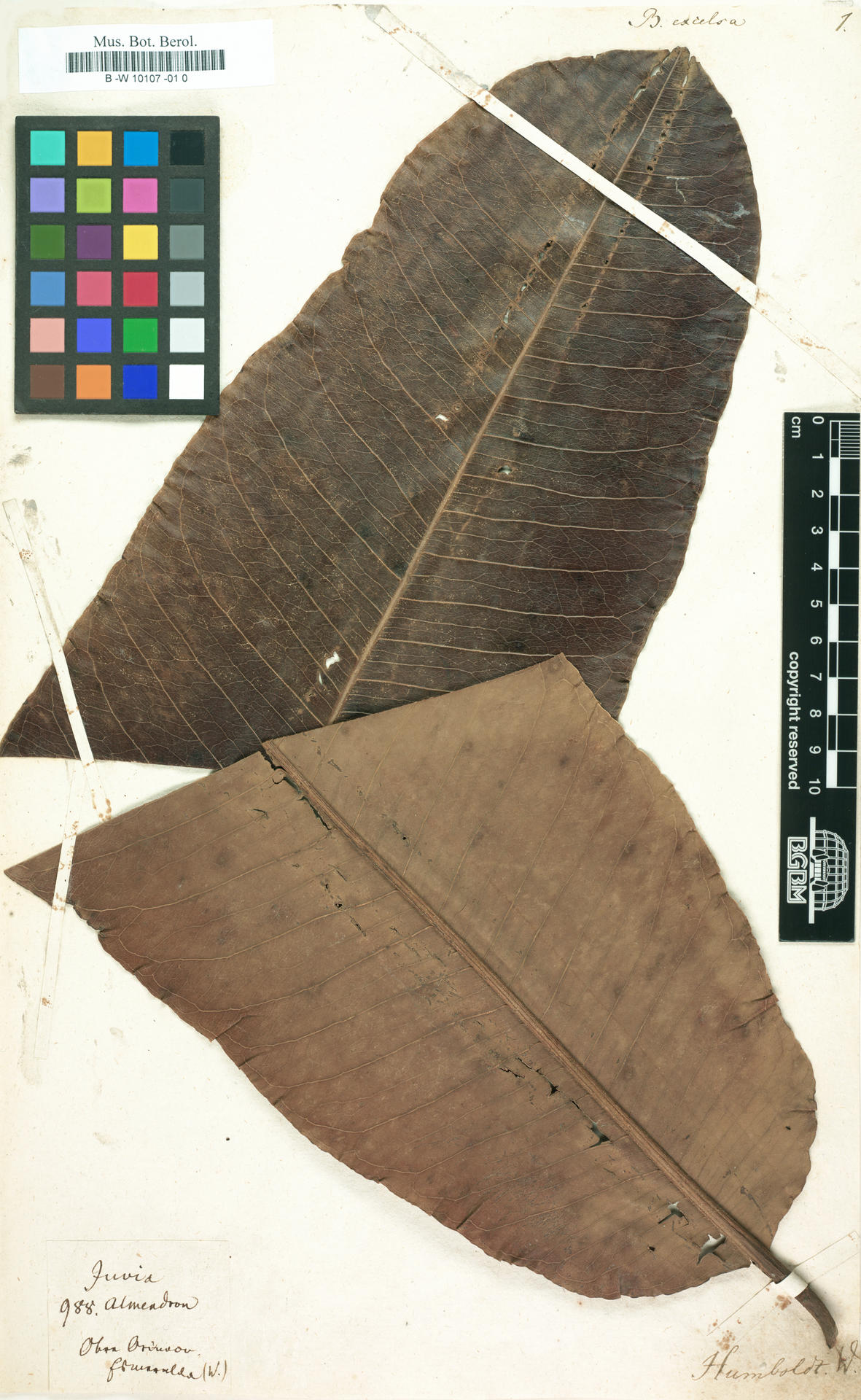 Blatt der Paranuss, von  Humboldt gesammelt.