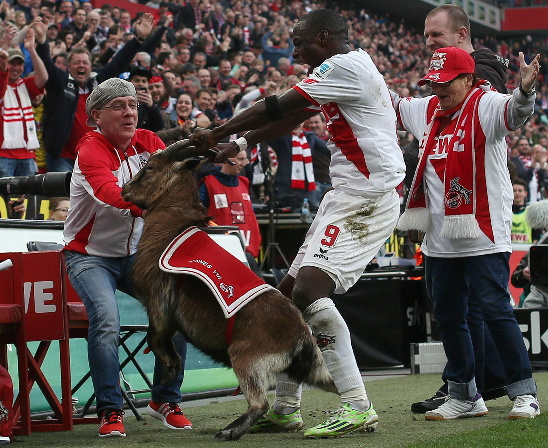 Nah an der Tierquälerei: Anthony Ujah feiert mit Kölns Geißbock Hennes.