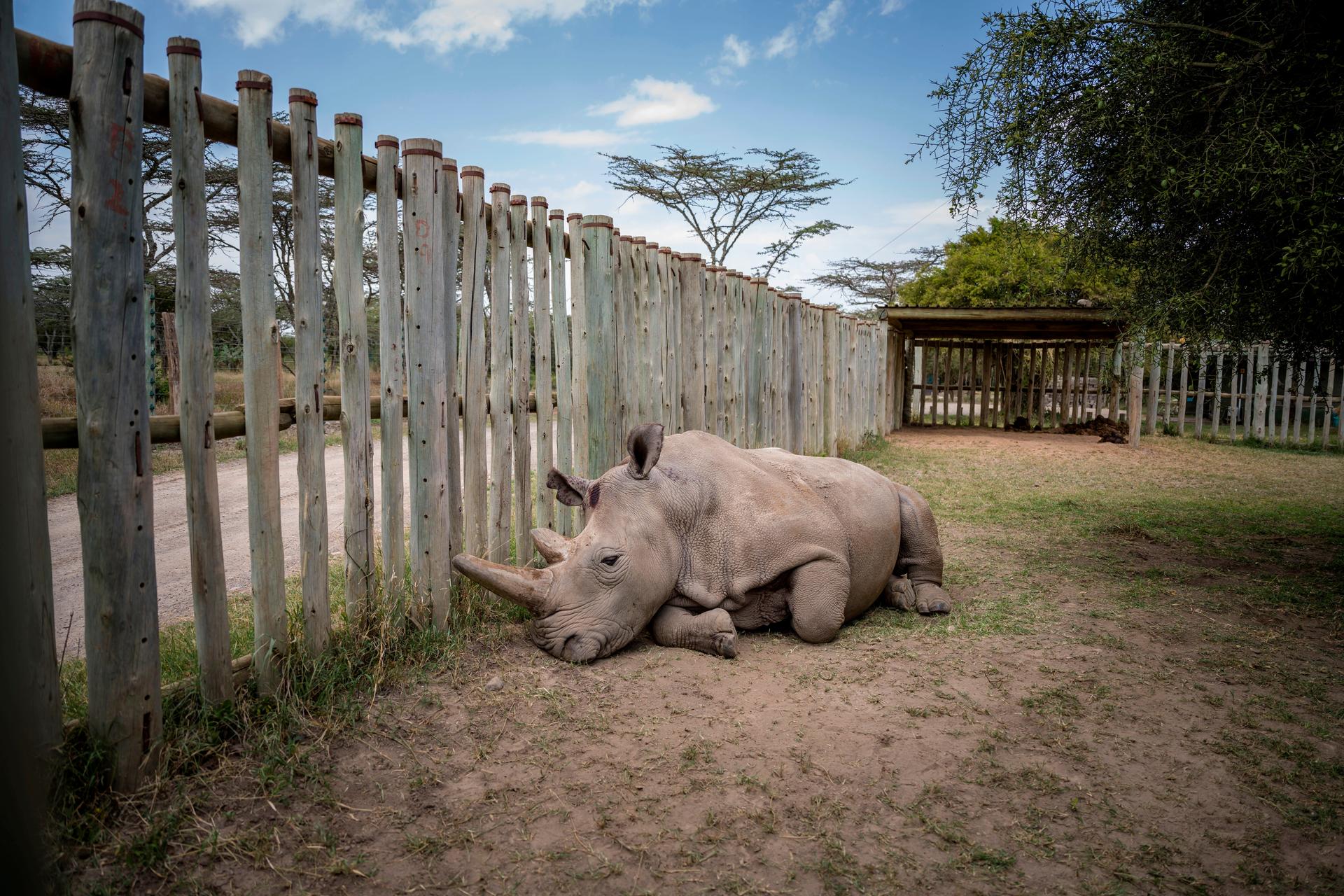 Meng Mengs Geburtshelfer: Thomas Hildebrandt rettet auch Nashörner