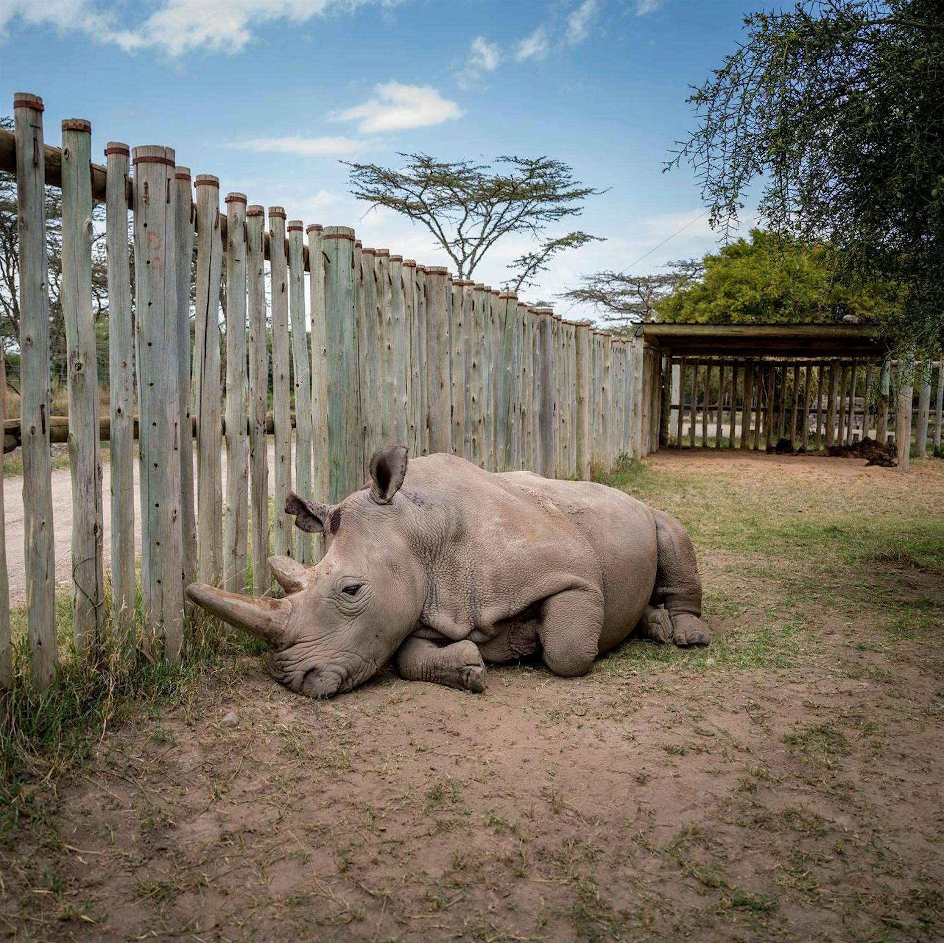 Meng Mengs Geburtshelfer: Thomas Hildebrandt rettet auch Nashörner