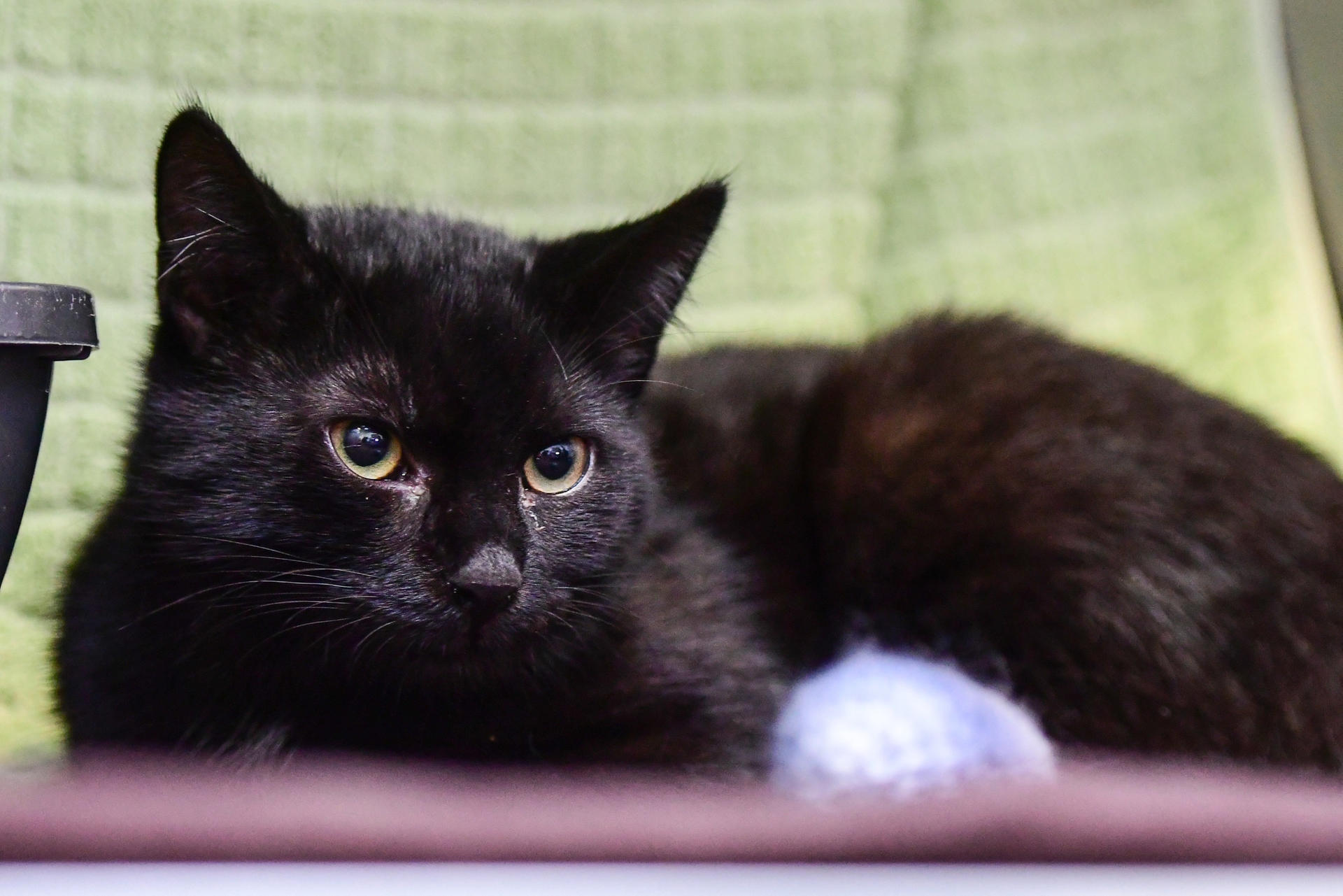 Diese Katze ist einer von 13 Stubentigern, die zum Fest im Tierheim Berlin landeten.