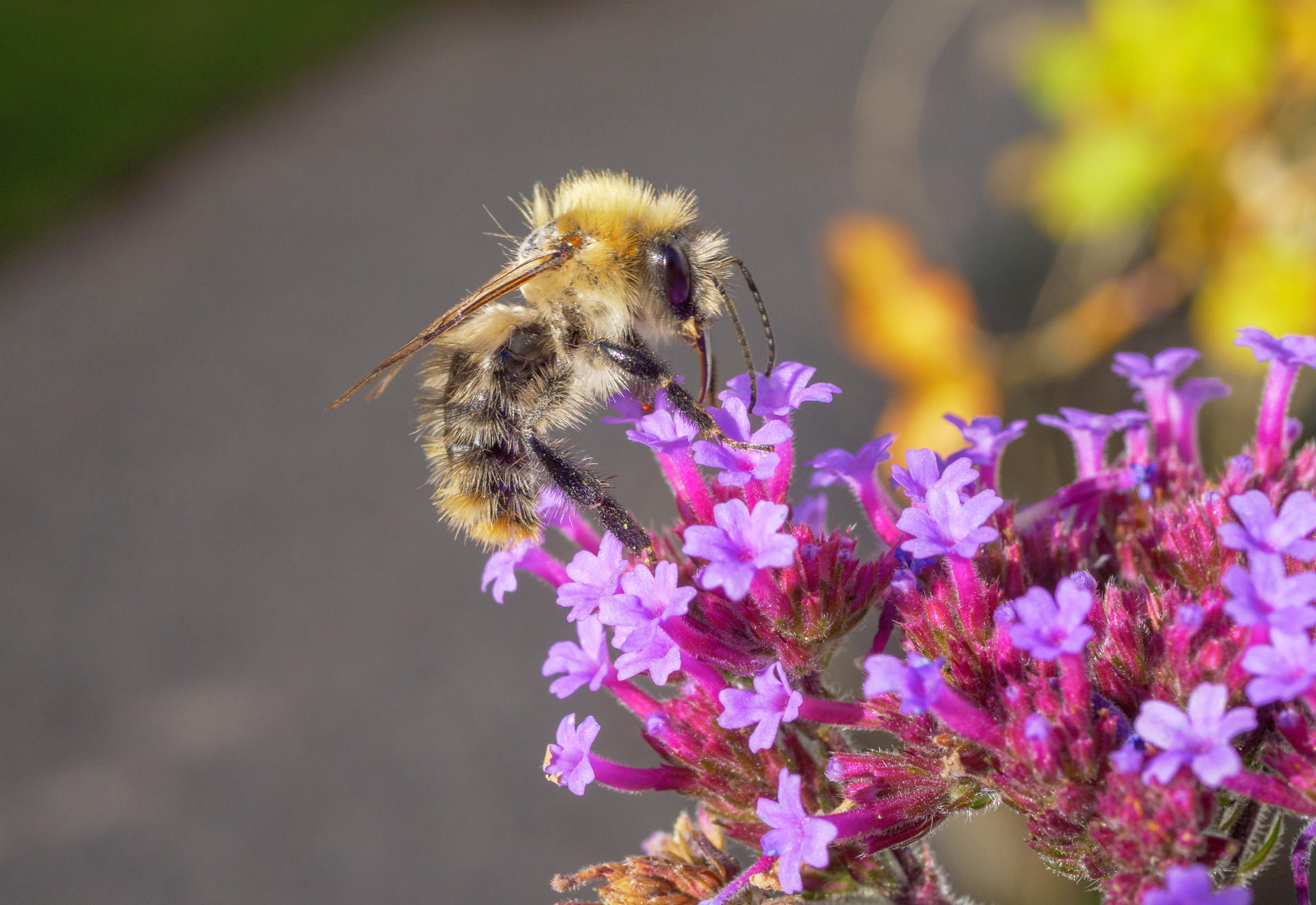 Eine kleine Gartenblattschneiderbiene auf einer lila Blüte.