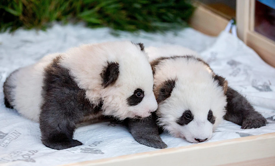 Die Panda-Brüder Meng Xiang und Meng Yuan sind reif für den Oscar.