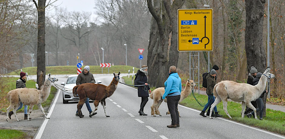 Achtung, Alpakas und Lamas im Anmarsch! Autos müssen anhalten und warten, wenn die Tour eine Straße passiert.
