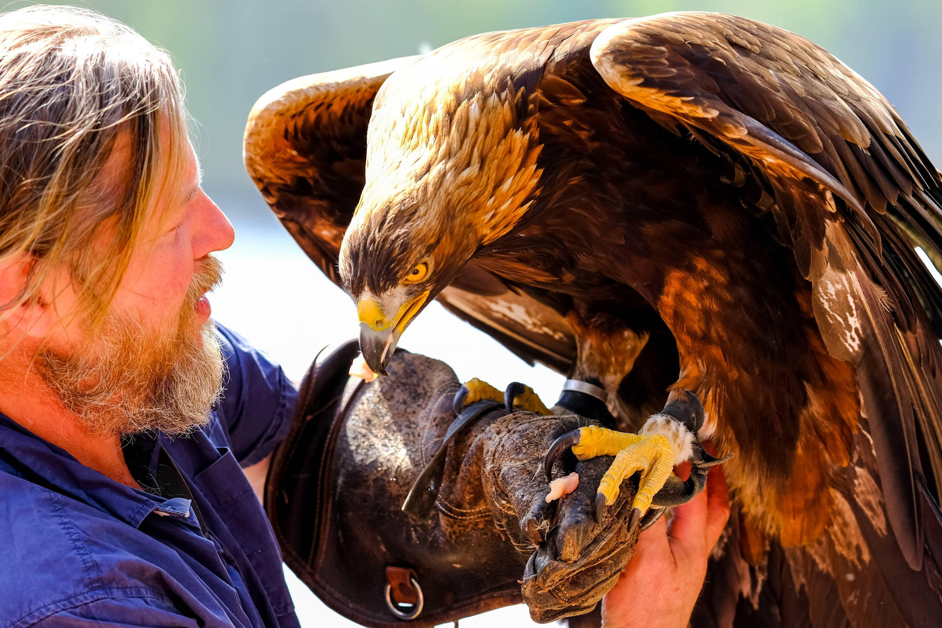 Ein Steinadler – die französischen Luftstreitkräfte setzen vier Jungtiere zur Abwehr von Drohnen ein, die den Flugverkehr gefährden.