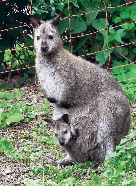 2015 im Brandenburgischen Werder entlaufen, eine Känguru-Dame auf Abwegen.