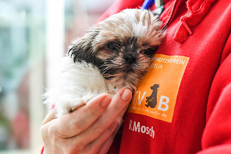 Hunde-Welpe Lulu ist erst sechs Wochen alt. 