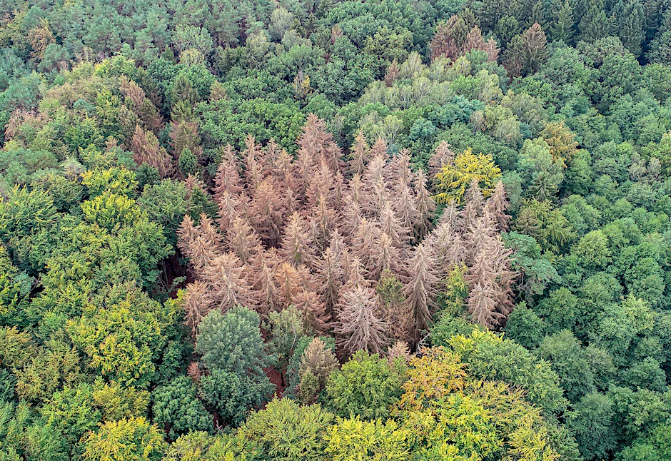 Abgestorbene Fichten, die die Trockenheit der vergangenen zwei Jahre nicht überstanden haben, stehen zwischen noch gesunden Nadel- und Laubbäumen in einem Waldgebiet im Landkreis Märkisch-Oderland.