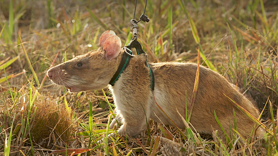Nützliche Nager: Gambia-Riesen-hamsterratten, ausgewachsen,40 Zentimeter lang, können Minen aufspüren. Und sogar Tuberkulose- Erreger wittern.