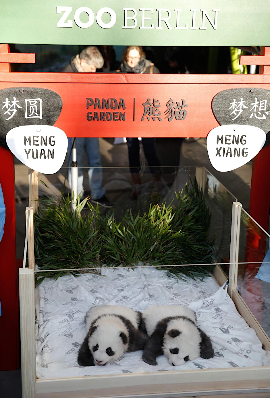 Die Panda-Zwillinge bei der Präsentation ihrer Namen am Montag im Berliner Zoo.