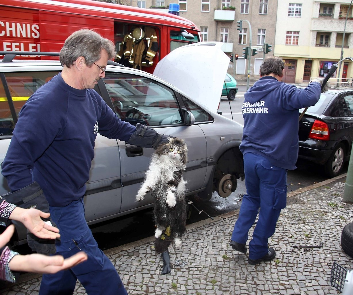 Eine stattliche Katze musste 2012 aus einem Motorraum befreit werden. 
