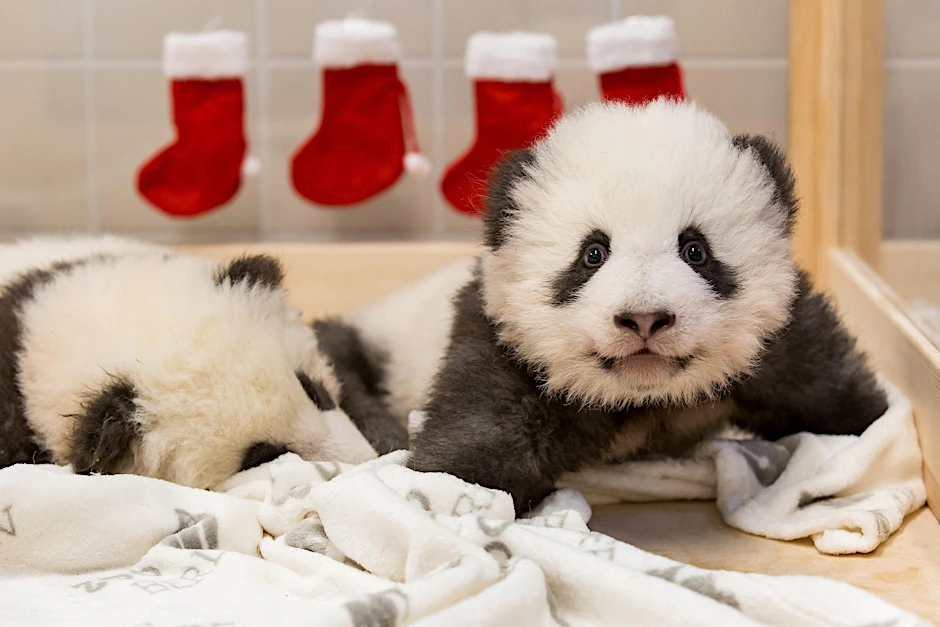 Vor der Taufe feiern heute die Panda-Babys erst einmal Nikolaus.