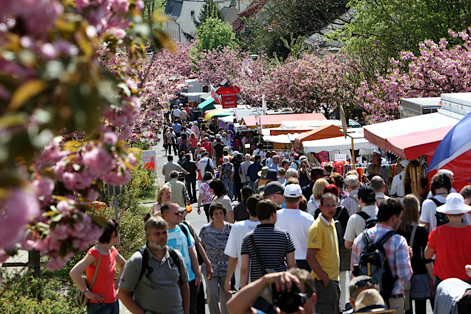 Etwa 300.000 Besucher kamen sonst innerhalb von zehn Tagen zum Baumblütenfest.