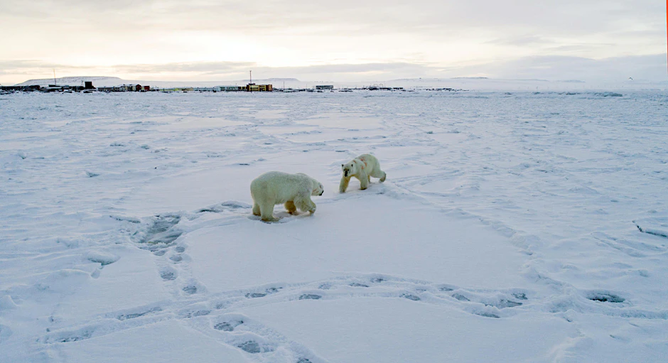 Menschen am Polarmeer im Nordosten Russlands müssen wieder hungrige und unterernährte Eisbären fürchten.