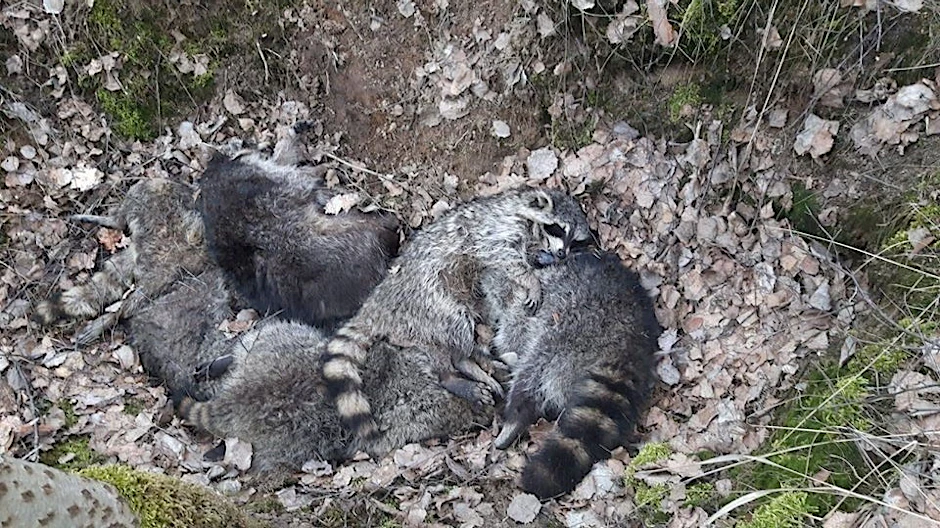 Ein Bild, das viele Menschen traurig und wütend macht: Die totgeschlagenen Waschbären liegen bei Niedergörsdorf in einer Grube.