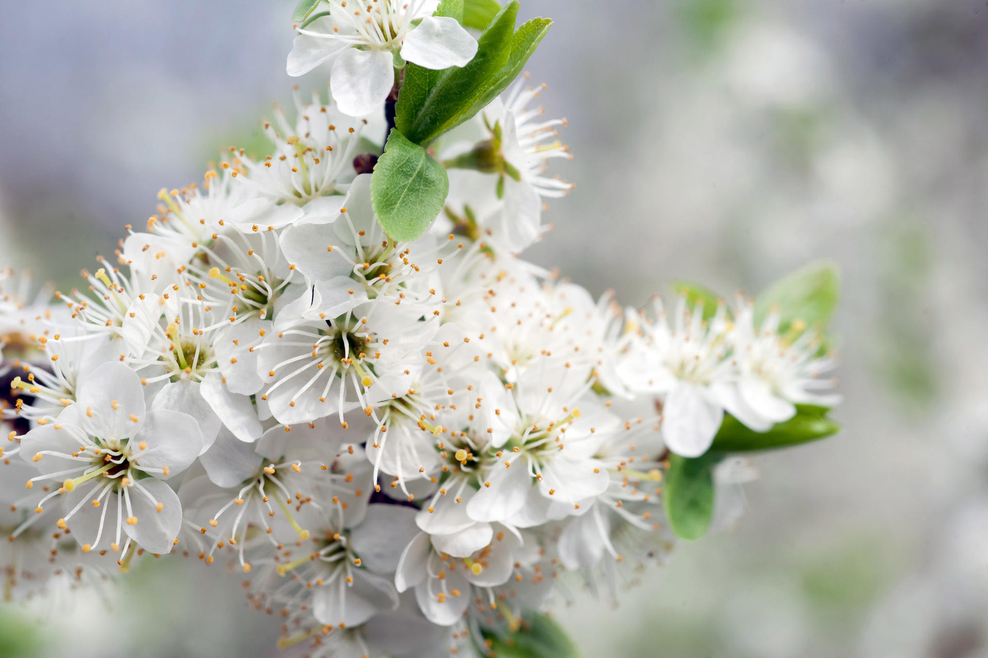 Image - Heilpflanzen: Dieser Strauch ist viel mehr als nur Frühlingsbote
