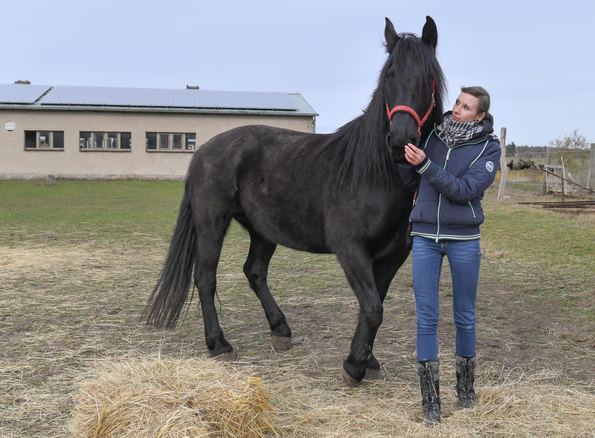 Image - Babyklappe für Rösser: Die Pferderetter von Templin