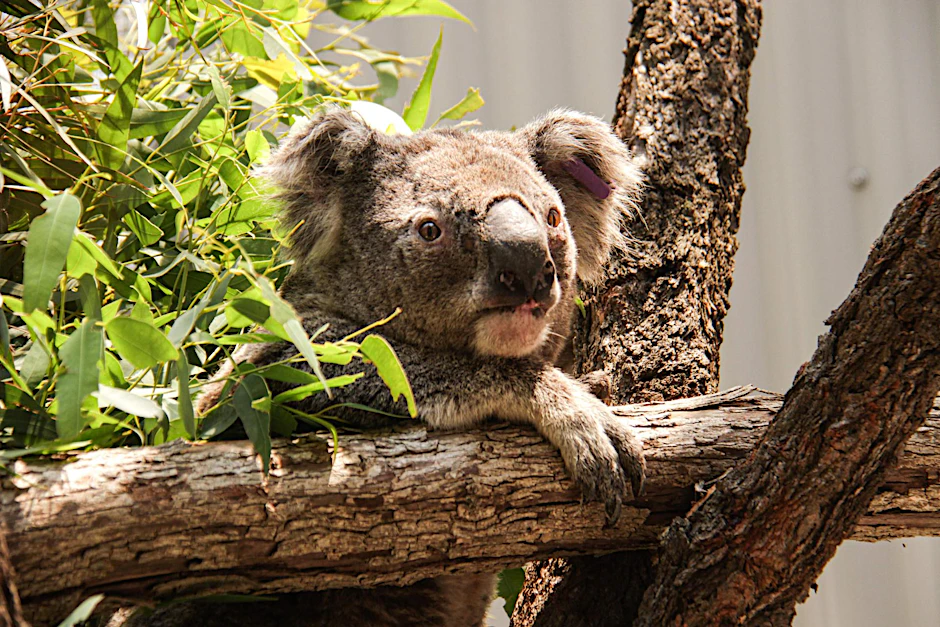 Opfer von Buschbränden: Dieser Koala hat überlebt und erholt sich von seinen Brandverletzungen. 