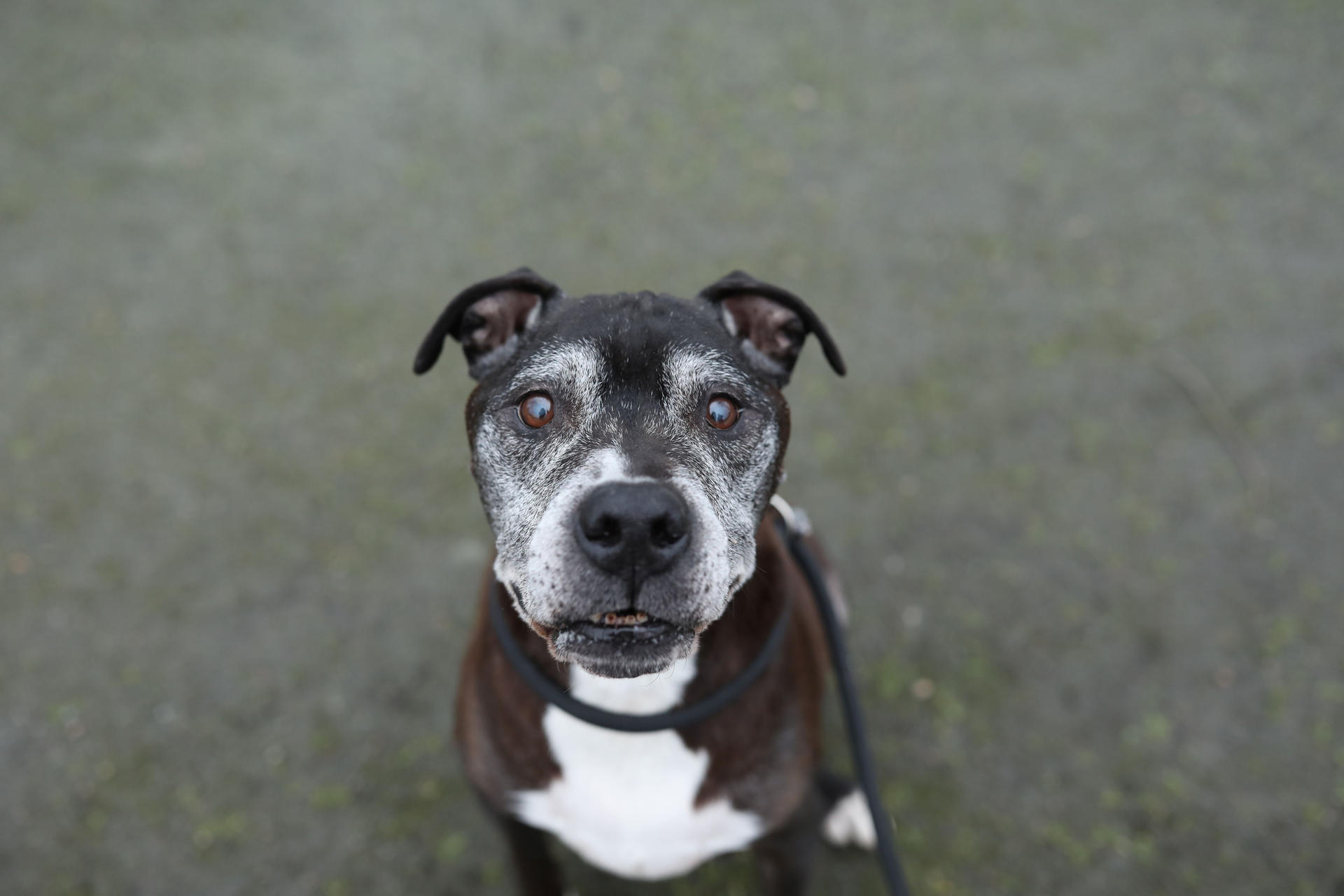 Image - Im Berliner Tierheim: Diese tierischen Rentner sehnen sich nach Gnade