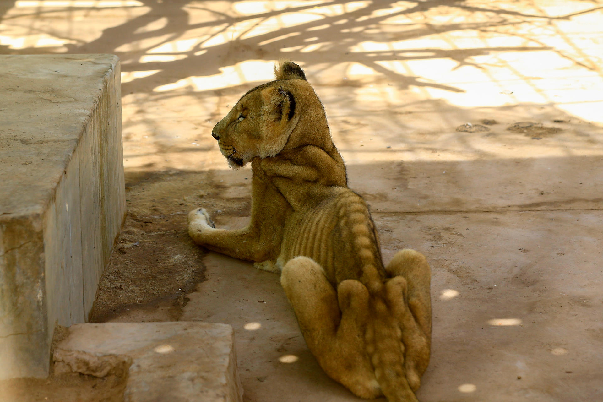 Image - Haut und Knochen: Hier verhungern Löwen im Zoo in Khartum