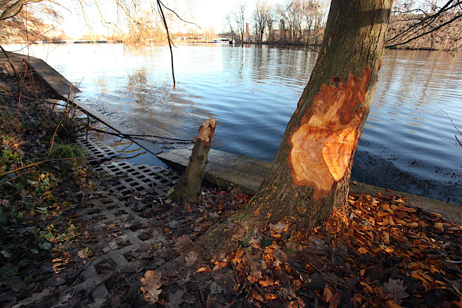 Plänterwald in Berlin: Auch dieser dicke Baum wurde eindeutig von einem fleißigen Biber angenagt.