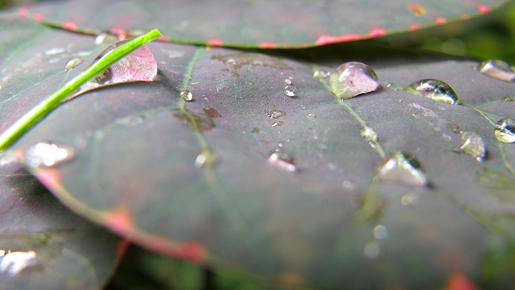 "Wahrhaftig Perlen der Natur" nennt Kocar dieses von ihm geschossene Foto.