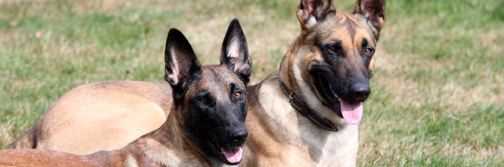 Belgische Schäferhunde gelten als besonders ausdauernd, lebhaft und anpassungsfähig.