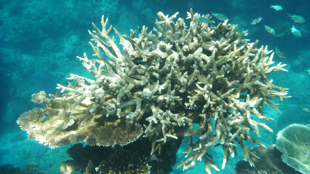 Diese Korallen am Great Barrier Reef sind bereits von der Korallenbleiche betroffen.