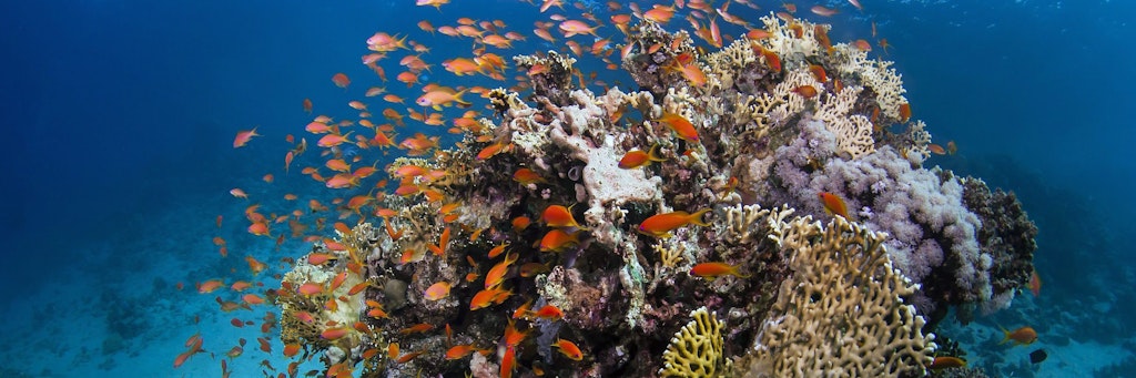 Fische schwimmen um Korallen am Great Barrier Reef herum.